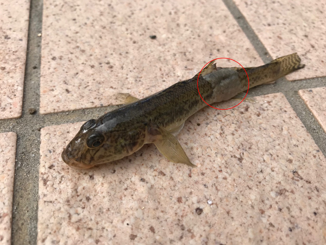 皮膚に異常が見られるハゼ