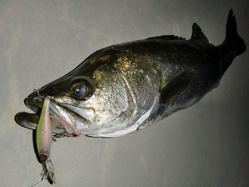 シーバスのルアー釣りにハマっていることについて