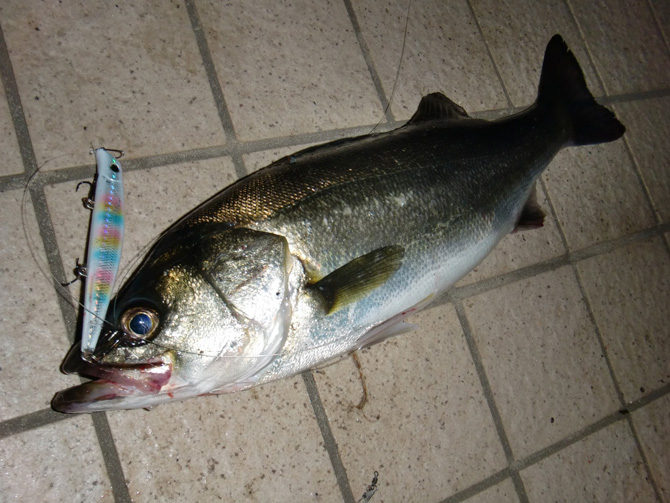 潮見公園前で釣れたシーバス