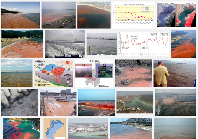 赤潮検索画像一覧