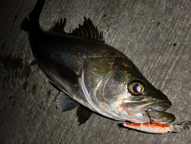 シーバス＆マーゲイ02