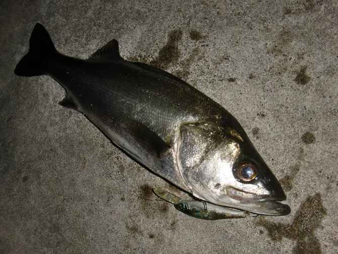 シーバス＆マーゲイ03