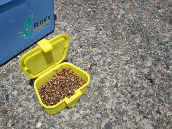 エサのアオイソメ