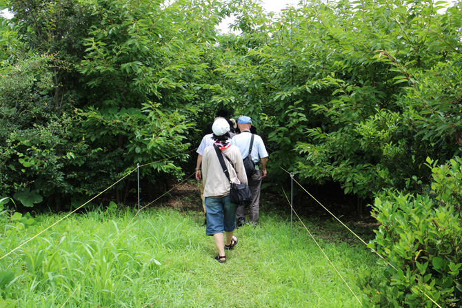 森へと入って行く