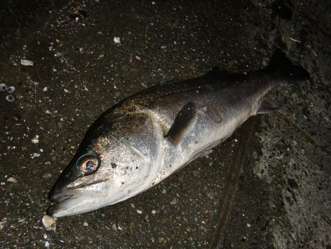 秋の荒川でシーバスをルアーで狙っていたらカマスも釣れて賑やかになって来ました。