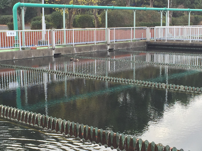 第二沈殿池+カモ