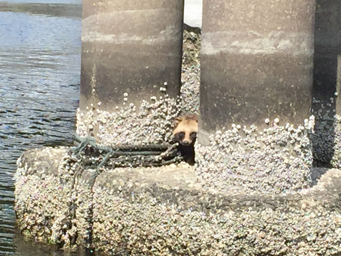 橋脚ガードに…