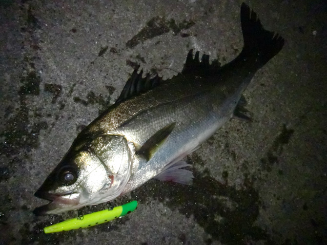 20170416シーバス