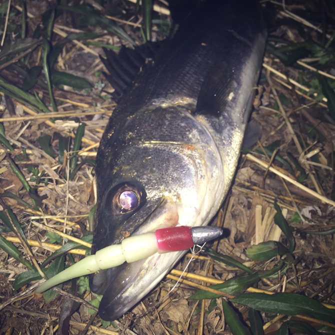 20170321のシーバス