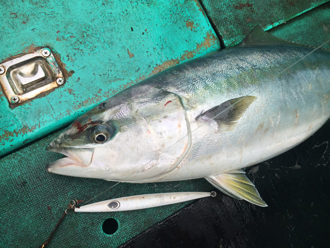 2匹目ワラサ+Gummy（ガミー）160g