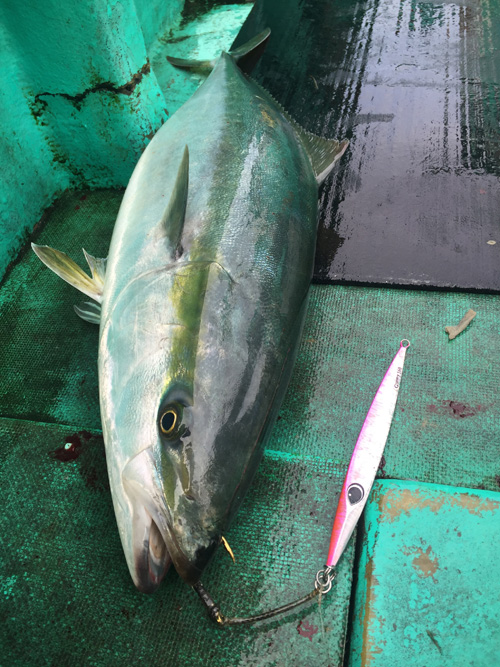 ヒラマサ、ワラサをジギングで狙う。千葉県大原港から出船。