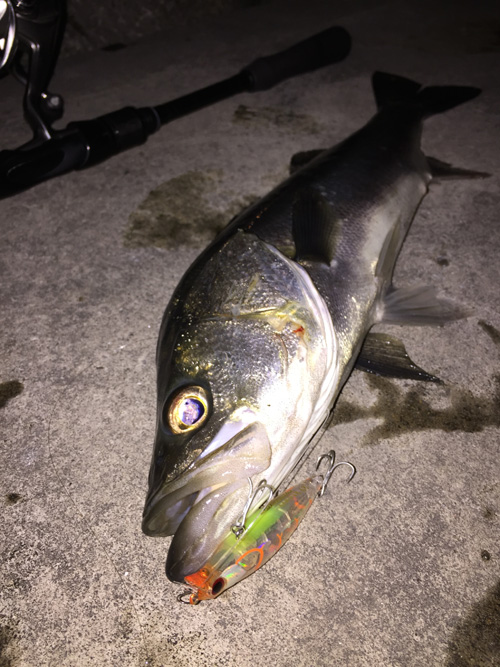 20170413シーバス