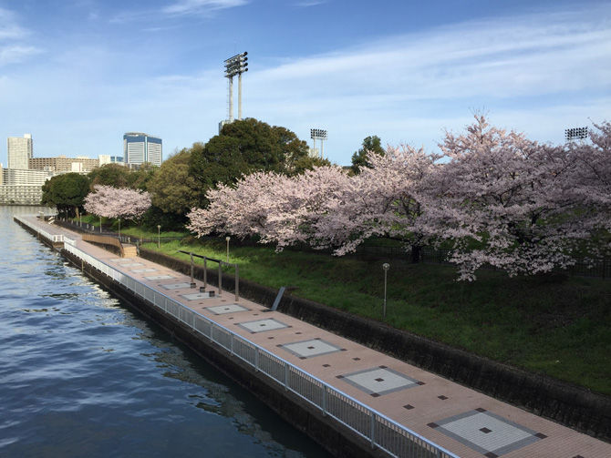 20170412潮見公園さくら