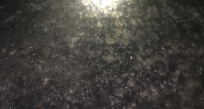 ハク（ボラの稚魚）の群れ