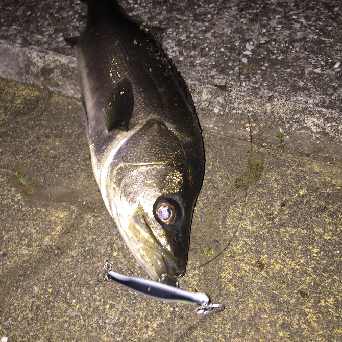 シーバス+にょろにょろ