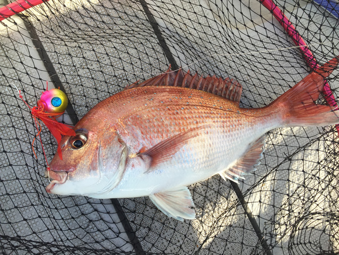 初タイラバのタイ