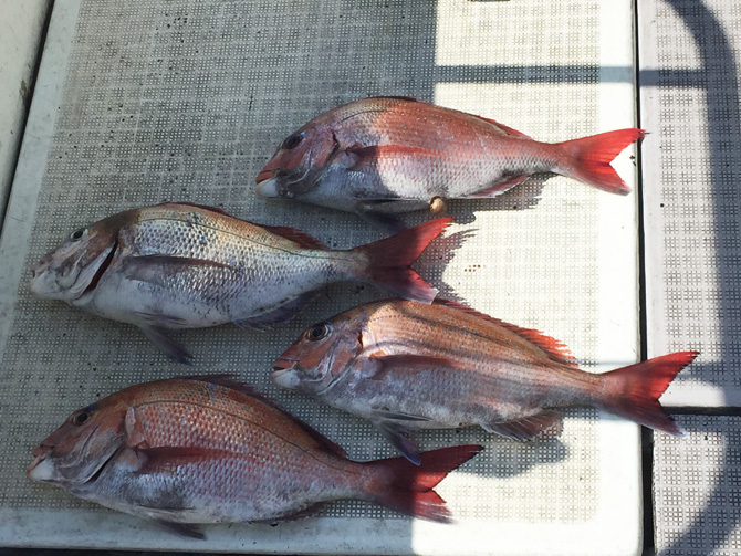 この日全部で4枚