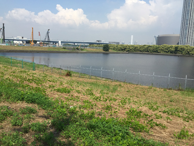 有明砂浜化計画場所01