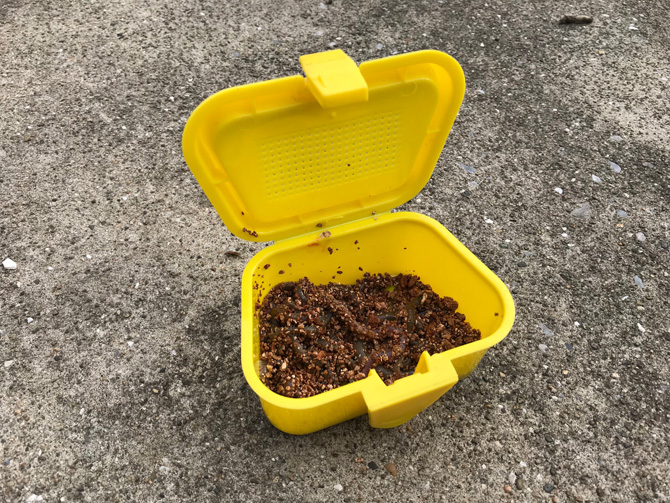 アオイソメmyエサ箱で購入