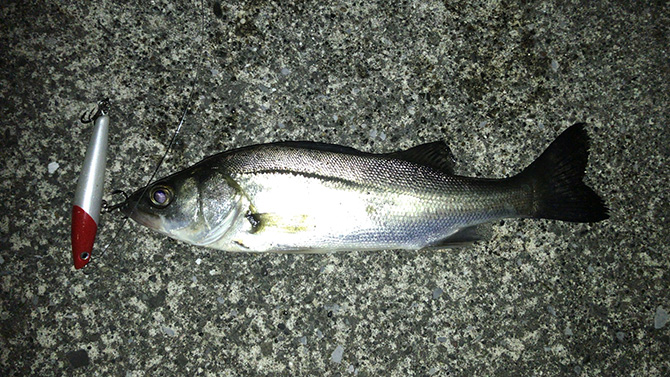 豊洲運河で釣れたシーバス