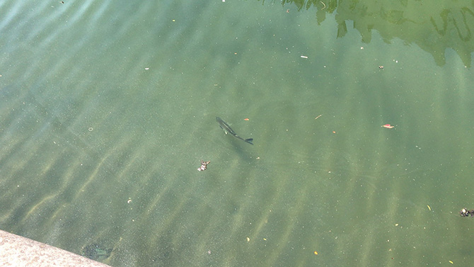 大島川西支川シーバス