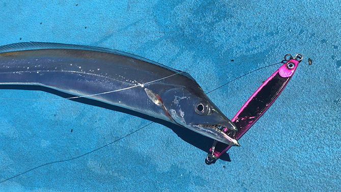 『PEゼロハチの会』2回目のタチウオジギングは台風後出船