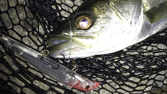 エリ10で釣れたシーバス