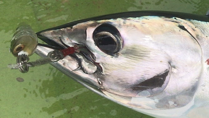 カツオ+ケンケンアシスト