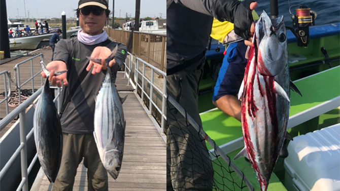 20180803のカツオ