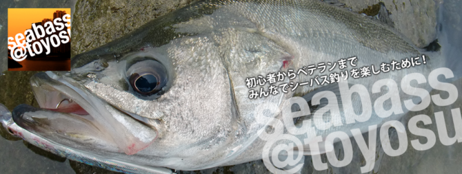 シーバス＠豊洲2019年2, 3月のまとめ