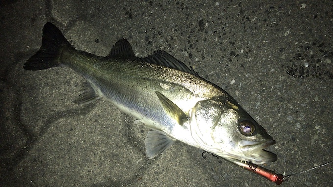 バチ抜けで釣れたシーバス