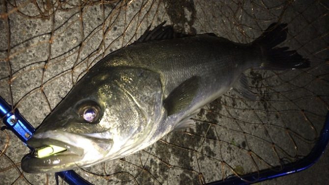 シーバス、バチ抜けシーズン、東京湾奥運河でのポイント、釣り方、ルアーの選び方