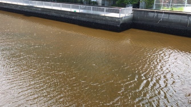 シーバス釣りには厄介な存在、江東区臨海部の運河に起きる赤潮について