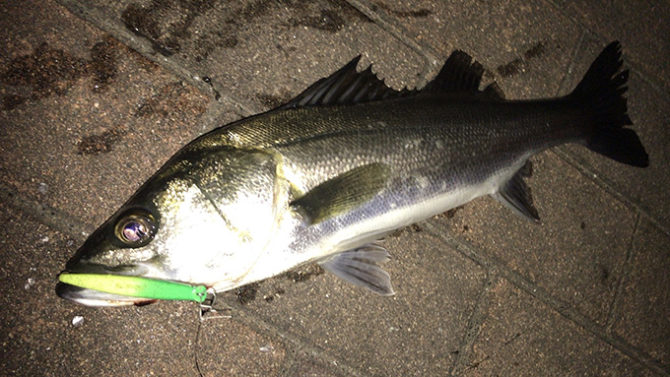 シーバス@豊洲｜2020年の東京湾奥運河筋バチ抜け情報抜粋