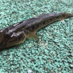 ハゼ釣り。小名木川から横十間川そして旧中川へ、延べ竿シモリウキの釣り。
