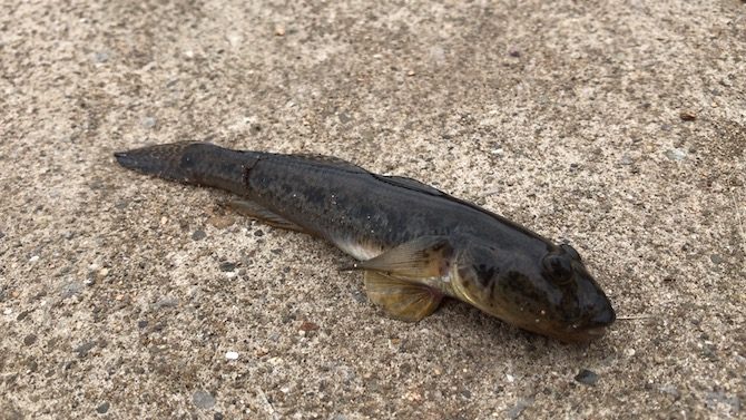 旧中川で釣れたハゼ