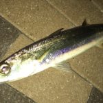 東京湾奥で釣れたカマスを食べてみた(≧∇≦)