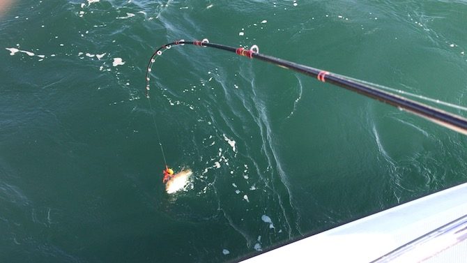 アミノタイラバにクサフグ