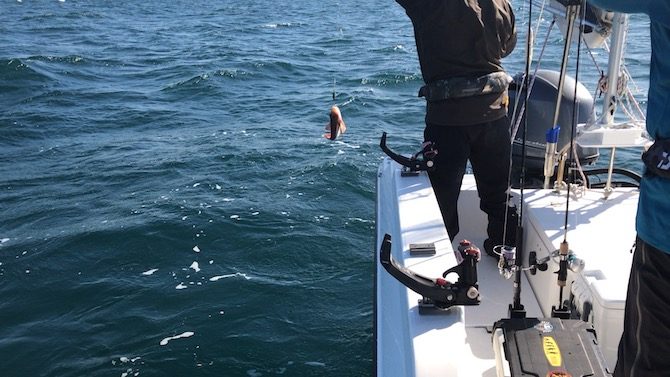 佐々木さんホウボウゲット