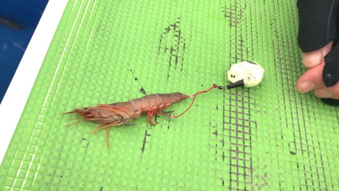 テンヤとエビえさ