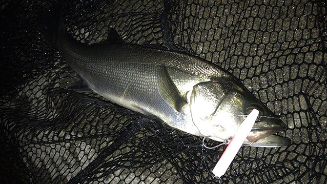 自作バチミノーで釣れたシーバス