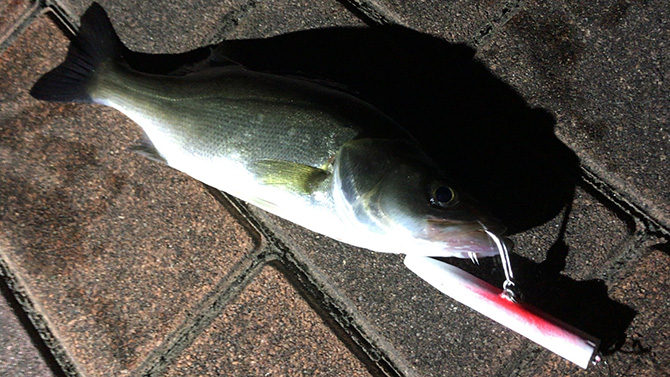 作ったルアーでの釣果