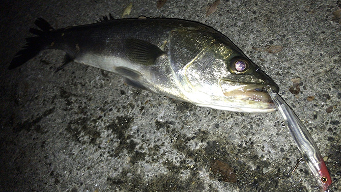 エリ10クリアボディで釣れたシーバス