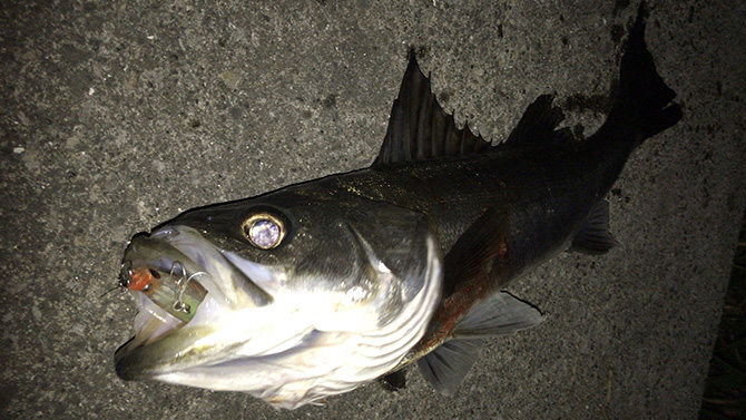 マリブ68での釣果