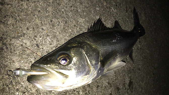 ザウルス フィーリー