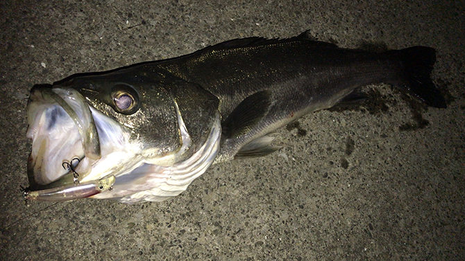 ハクパターンキーパプース