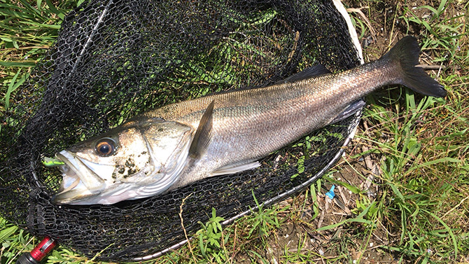 アミノシーバス