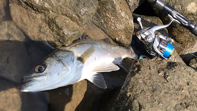 アミノシーバス02