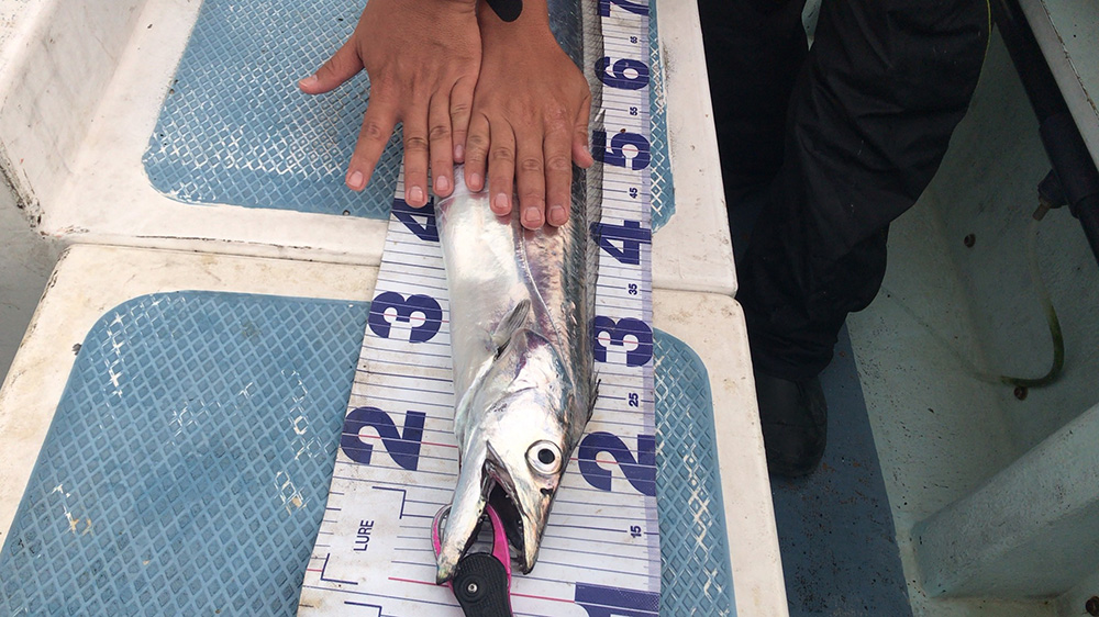 タチウオF7サイズ