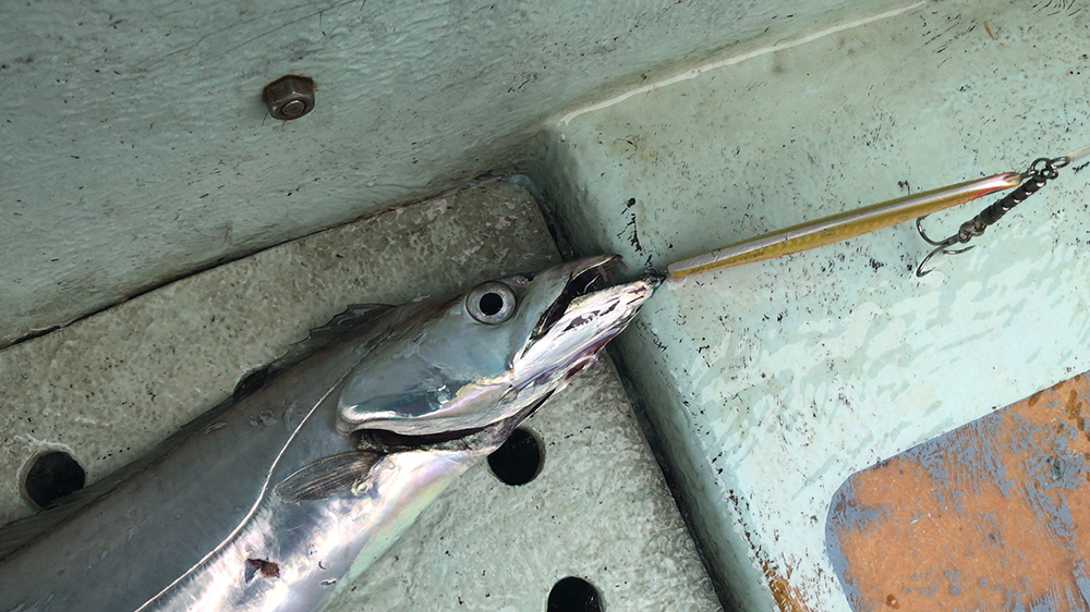 タチウオリアフックにガッツリ